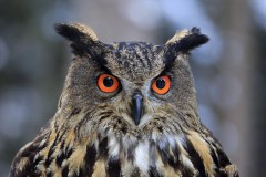 eulen-uhu-kopf-100__v-HintergrundL